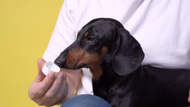 腊肠犬在刷牙前会舔一管牙膏的盖子。准备和训练狗每天刷牙。视频素材