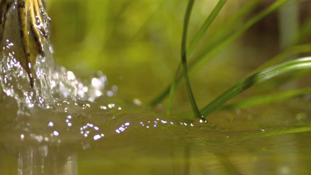 一只青蛙完全跳出水面，溅起水花回到水面。视频素材