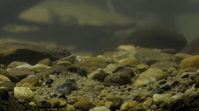 一只淡水贻贝从石砌的河床中浮出水面，露出它像鱼一样的鱼饵。视频素材