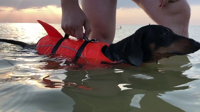 在海上训练时，主人抱着一只穿着橙色救生衣的腊肠犬。狗训练背部健康视频素材