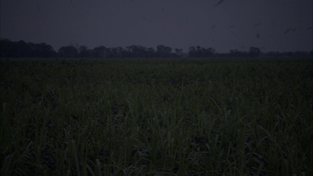 黄昏时，树燕子掠过，落在高草上。视频素材