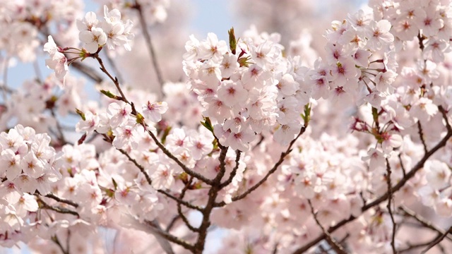 樱花视频素材