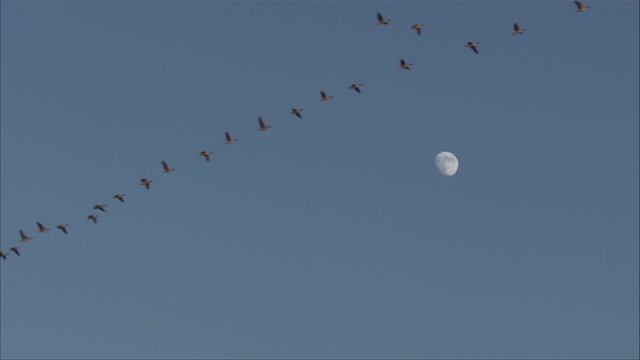 雁群在湛蓝的天空中列队飞行。视频素材