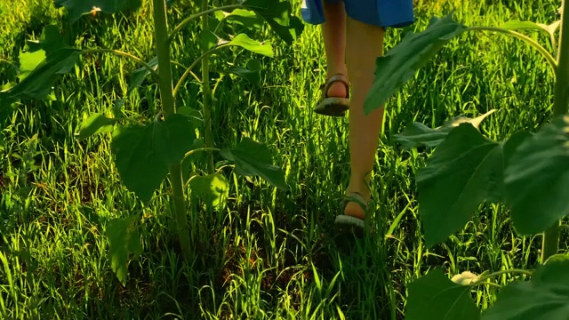 日落时分，女孩在向日葵地里奔跑视频素材