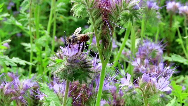 scorpionweed(钟穗)领域。蜜蜂和其他昆虫的特殊花朵视频素材