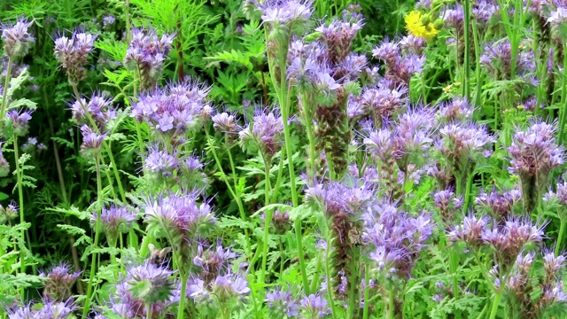 scorpionweed(钟穗)领域。蜜蜂和其他昆虫的特殊花朵视频素材