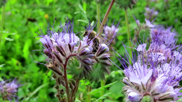 scorpionweed(钟穗)领域。蜜蜂和其他昆虫的特殊花朵视频素材