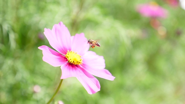 慢镜头:蜜蜂在黄花上采集花粉视频素材