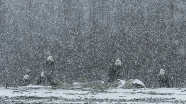 暴风雪中，成群的秃鹰在奇尔卡特河附近的岩石上栖息。视频素材