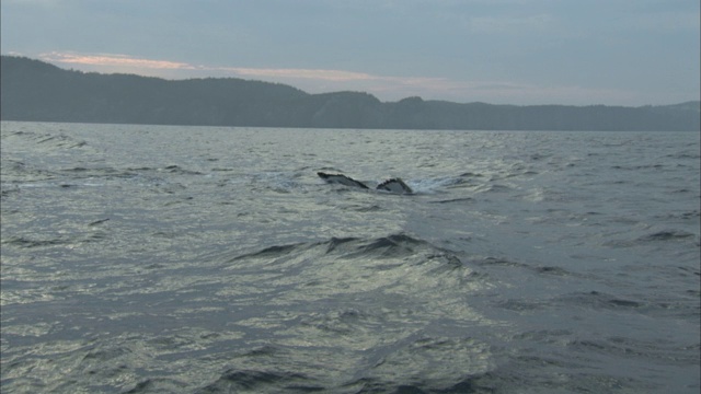 一对鲸鱼海豚在纽芬兰海岸。视频素材