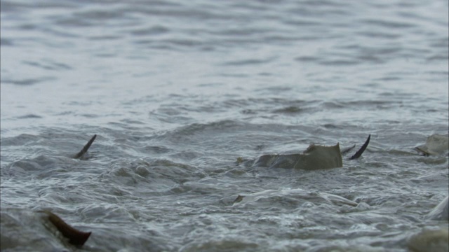 海浪冲刷马蹄蟹。视频素材