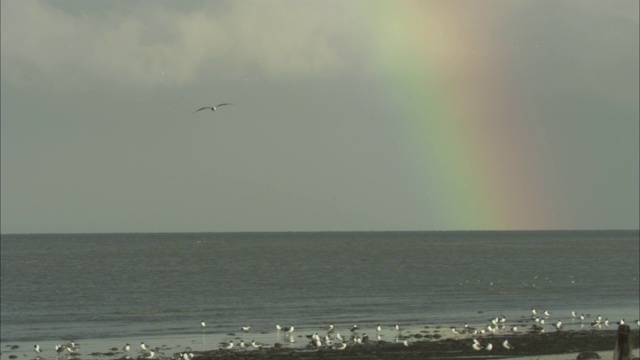 在平静的海面上，海鸥聚集在海滩上，彩虹在海面上闪闪发光。视频素材