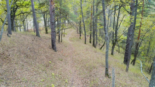 在春天的森林里飞翔，山上的松树视频下载