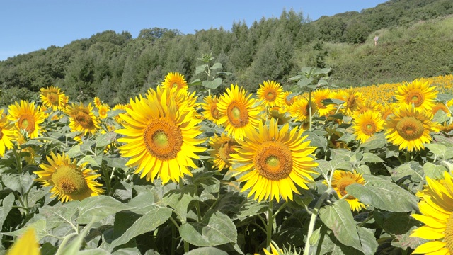 日本的向日葵草地，特写视频素材