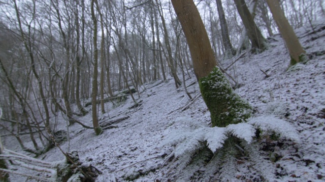 苏塞克斯郡，雪花飘落在白雪覆盖的森林里视频素材