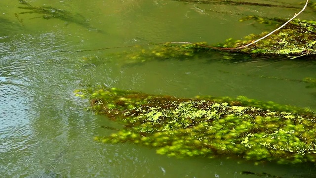 河里漂浮着水藻视频素材