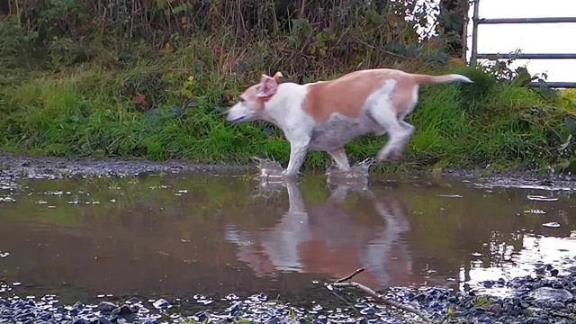 小猎犬在泥泞的小路上跑过水坑。慢动作视频视频下载