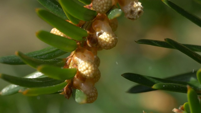 雄紫杉树(红豆杉)释放花粉，林地，苏塞克斯视频素材