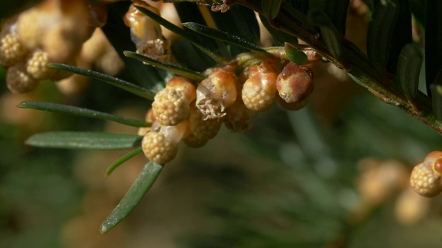 雄性紫杉树(红豆杉)释放花粉，南唐斯，苏塞克斯视频素材