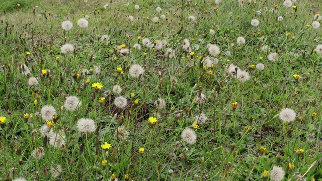 草地上的风中花视频素材