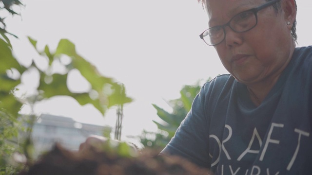 亚洲高级妇女种植在花园里。视频素材