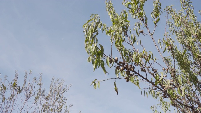 杏仁树与复制空间在左边视频素材