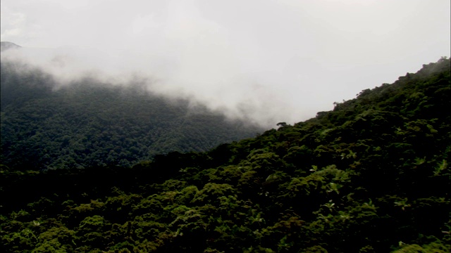 一层薄雾遮住了澳大利亚丹特里雨林的山顶。视频素材