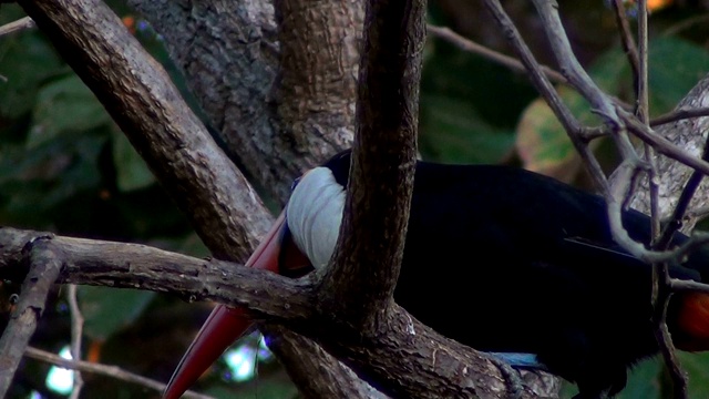 隐藏的五颜六色的喙。托科巨嘴鸟(Ramphastos Toco)，也被称为常见的或巨大的巨嘴鸟在自然栖息地。巴西潘塔纳尔湿地之类。视频素材