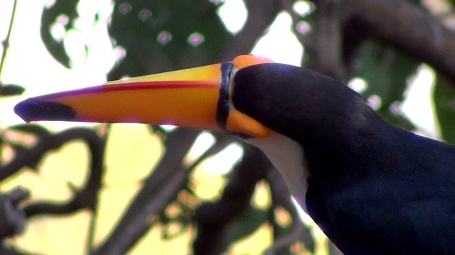 侧面的托科巨嘴鸟(Ramphastos Toco)，也被称为常见的或巨大的巨嘴鸟在自然栖息地。巴西潘塔纳尔湿地之类。视频素材