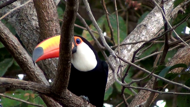 一只托科巨嘴鸟(Ramphastos Toco)环顾四周并飞了出去。巴西潘塔纳尔湿地之类。视频素材