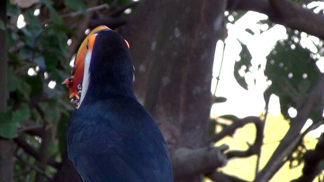 奇异鸟喂食。托科巨嘴鸟(Ramphastos Toco)，也被称为常见的或巨大的巨嘴鸟在自然栖息地。巴西潘塔纳尔湿地之类。视频素材