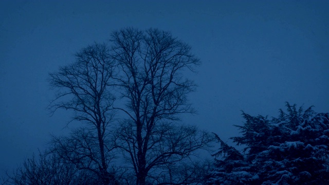 雪夜公园里的树视频素材