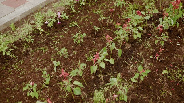 红色的花朵盛开在城市公园的春季花坛上。夏天，花园里的鲜花在绿色的草坪上盛开。设计春城公园景观。视频素材