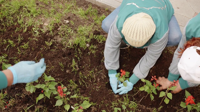 夏天，女园丁在花坛上种花。一名妇女在城市公园的土壤中插花。城市绿化和城市改善。视频素材