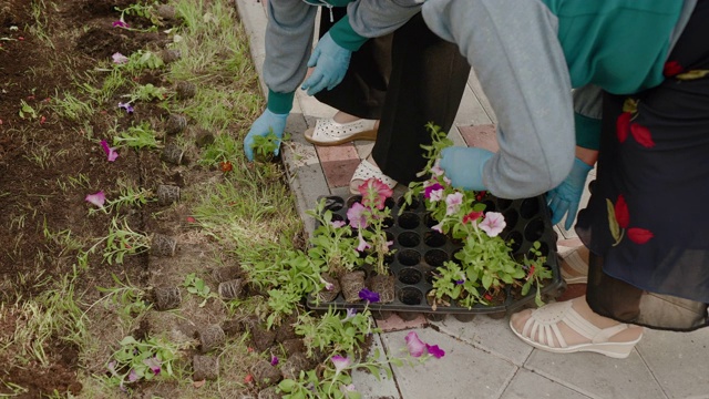 在春季花坛，园丁用手在土壤中种植花苗。夏日花园，女性双手在绿色草坪上插花。园艺和园林绿化。视频素材