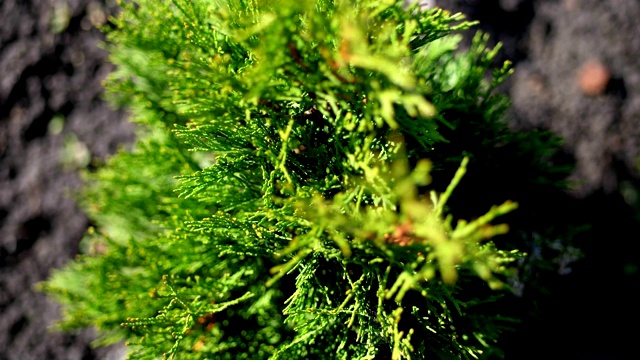 特写，俯视图，图佳在风中摇摆，在阳光下。多汁的绿色thuja。种植观赏常绿苗木，于林场出售。温室农业视频素材