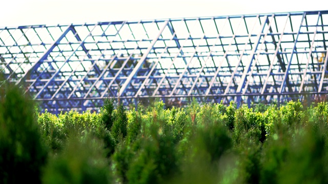 种植观赏常绿苗木杜嘉树，供林场出售。农业,温室农业视频素材