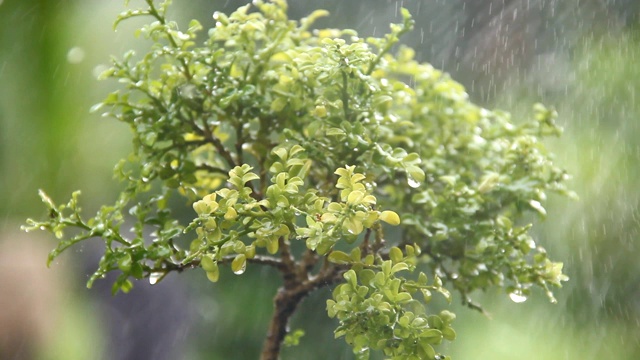 雨中的树视频下载