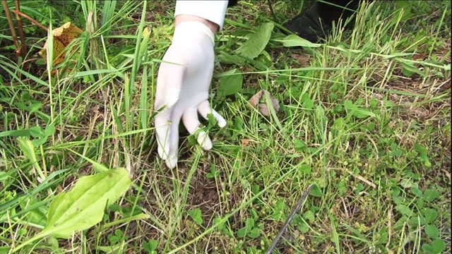 一名侦探在地面上搜寻证据。视频素材