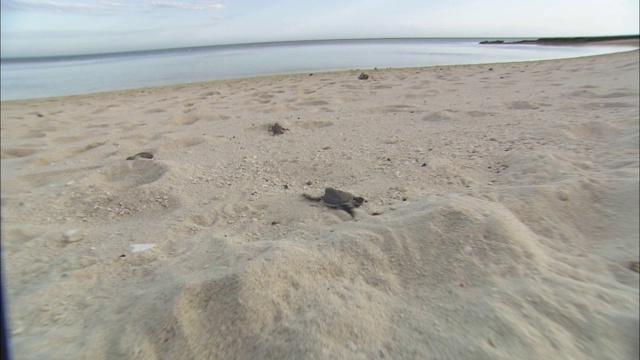 海龟幼崽们匆匆地穿过松软的沙滩奔向大海。视频素材