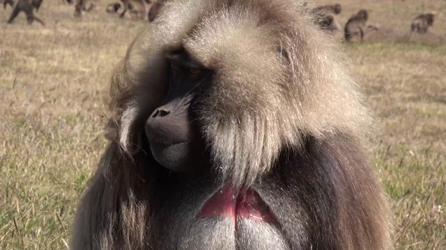 一群狒狒和猴子视频素材