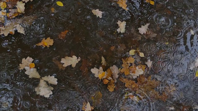 水坑里秋叶黄视频素材