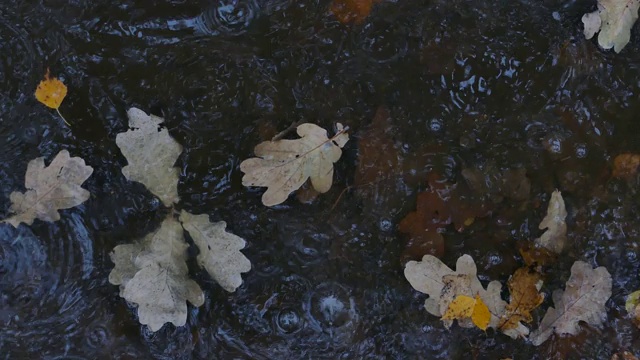 水坑里秋叶黄视频素材