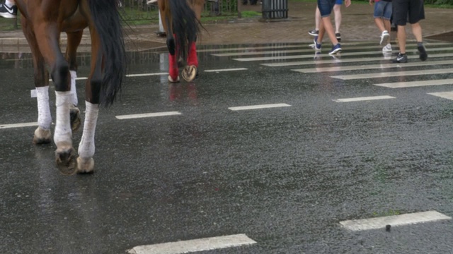 夏日城市雨后，马腿行走在潮湿的柏油路上。夏日城市雨后行人过人行横道。视频素材