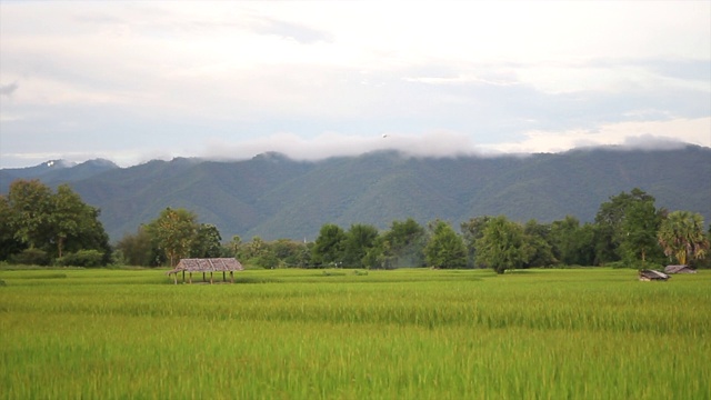 稻田视频素材