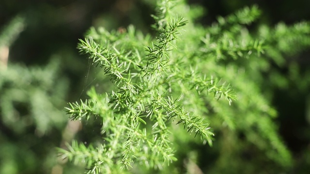 野生芦笋视频素材