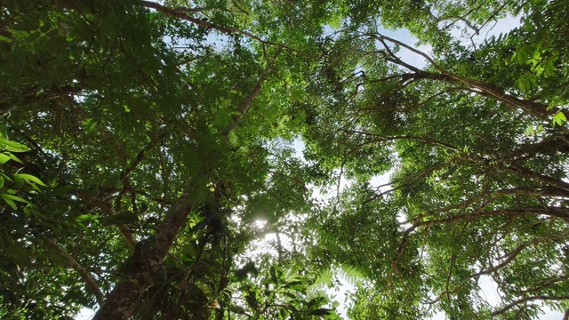 仰望森林美丽的秋日和阳光透过树叶。从底部看。森林的自然背景视频素材