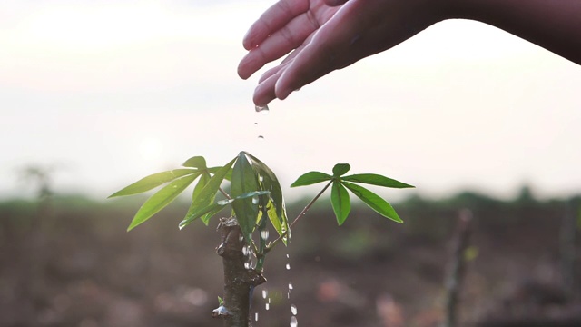 慢动作男孩的手在晨曦中给一棵生长在肥沃土壤上的小树浇水。保护自然资源。47、植树造林，保护自然，永续发展，永续发展视频素材