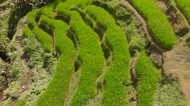 航拍巴厘岛乌布村著名的Tegalalang梯田视频素材