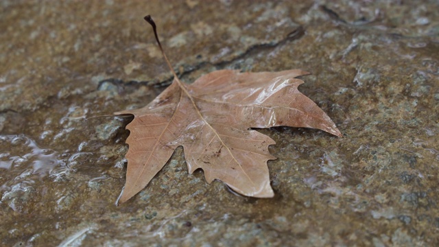 雨滴落在飘落的橙色秋叶上，时光流逝视频素材